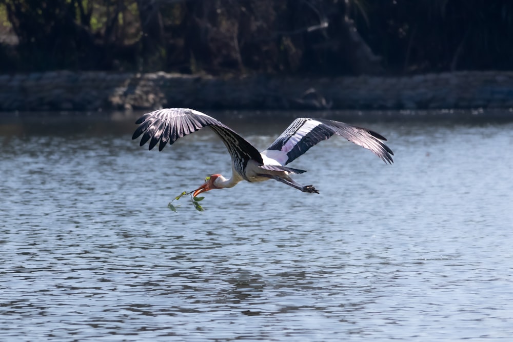 a large bird flying over a body of water