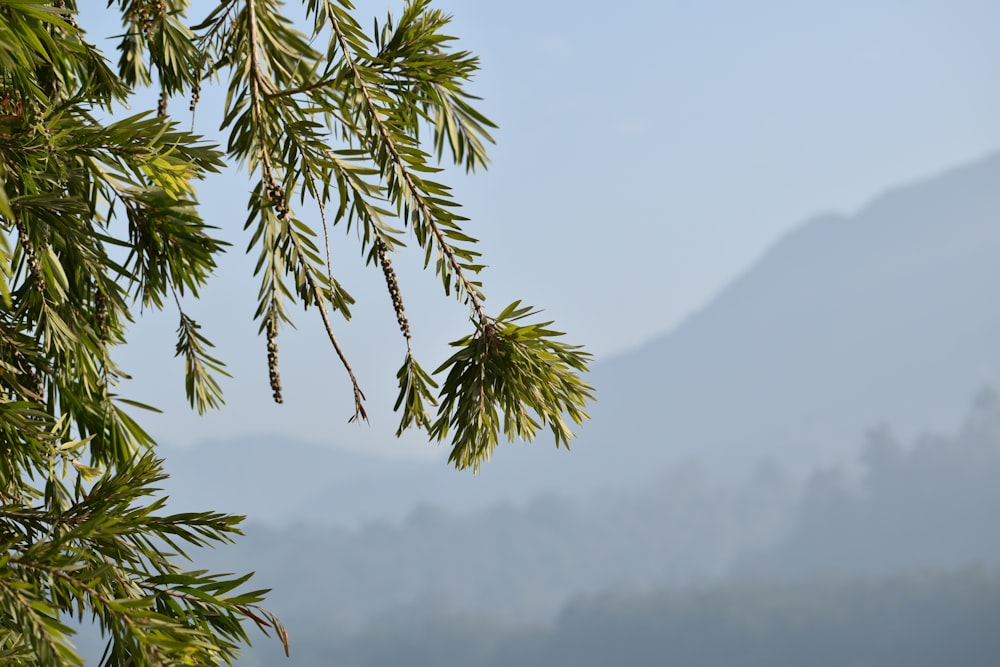 a close up of a tree branch with mountains in the background