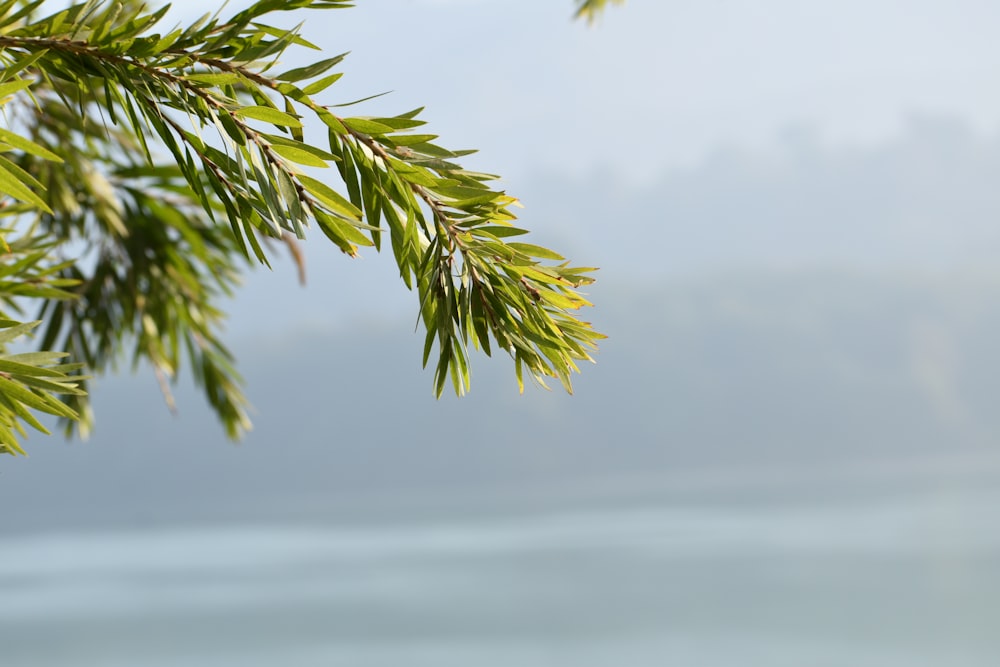 a branch of a tree with water in the background