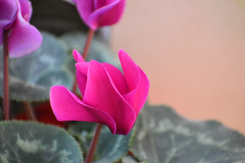 a close up of a pink flower on a plant