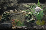 An underwater scene featuring a decorative stone bridge surrounded by various aquatic plants. A silver fish swims in the foreground to the right of the bridge. The setting appears to be inside an aquarium with rocks and green plants adding to the natural aesthetic.