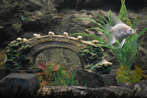 An underwater scene featuring a decorative stone bridge surrounded by various aquatic plants. A silver fish swims in the foreground to the right of the bridge. The setting appears to be inside an aquarium with rocks and green plants adding to the natural aesthetic.