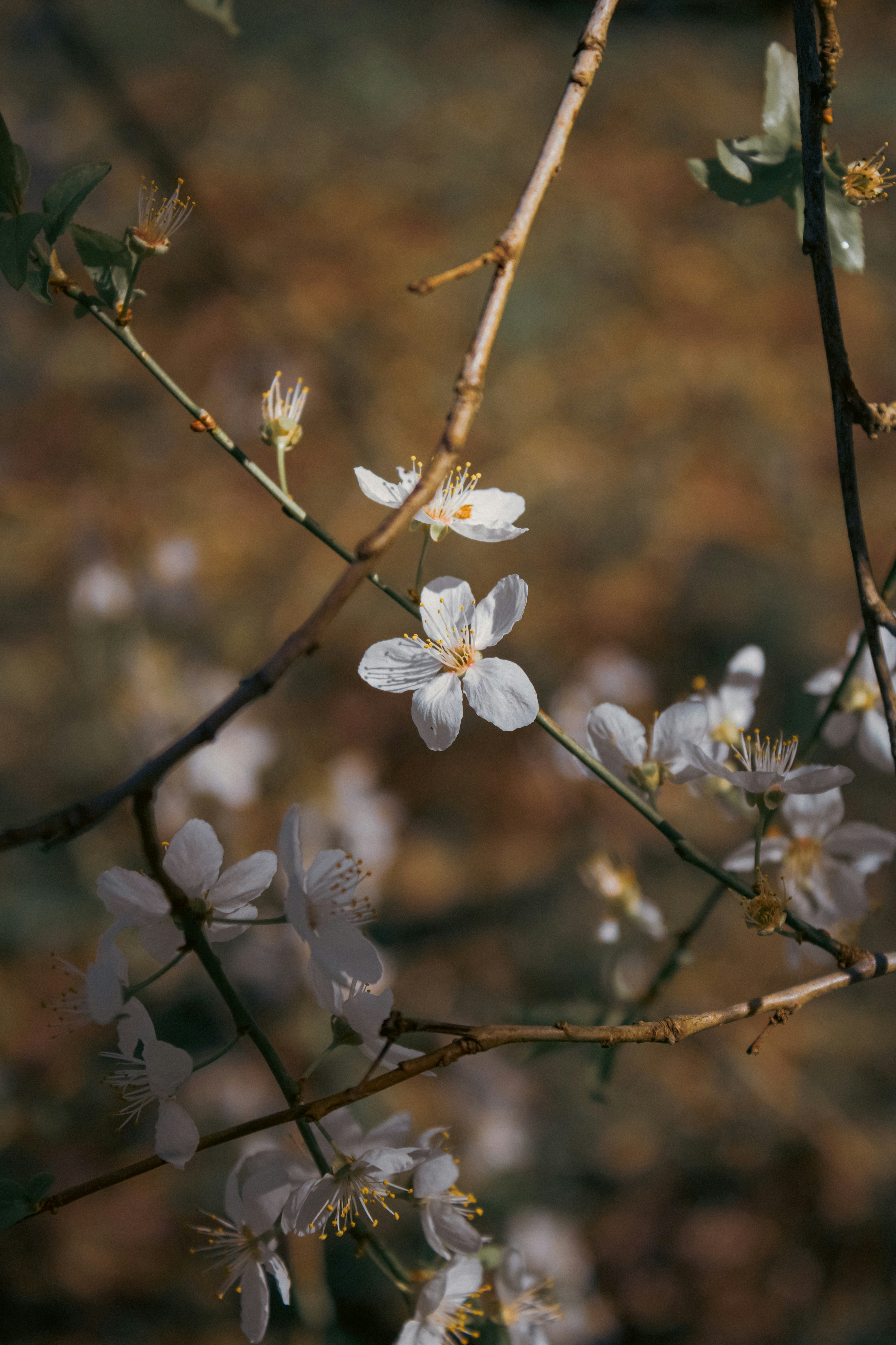 a close up of a tree with white flowers