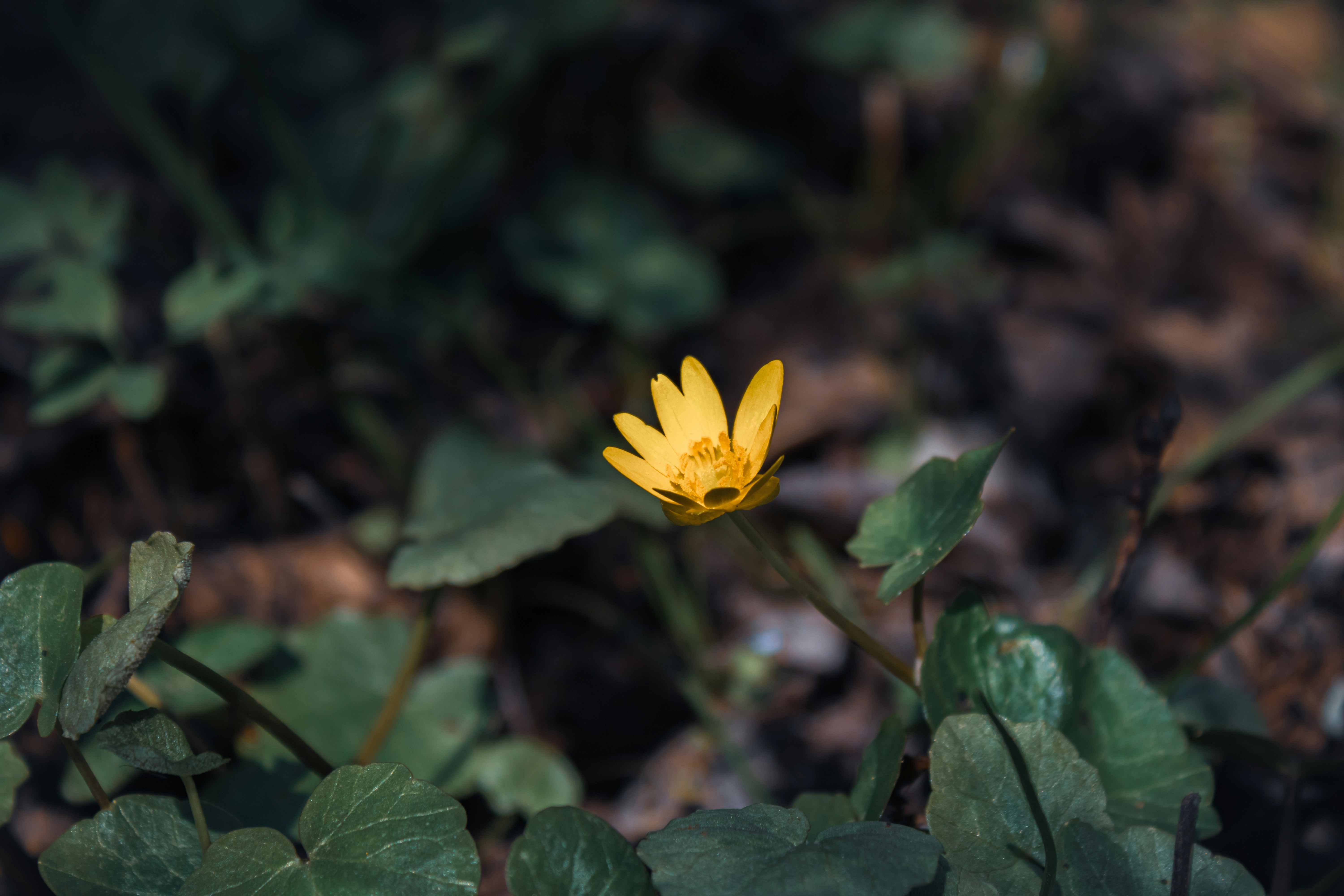 Photo by dariussx000