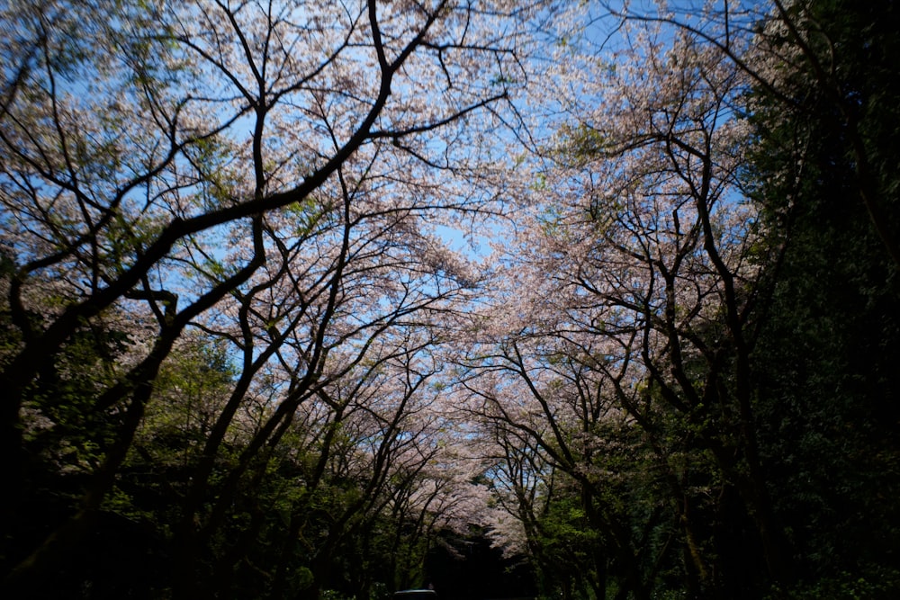 a car driving down a road surrounded by trees