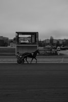 A monochrome scene captures a trotting horse with a rider in a sulky on a racetrack. In the background, there's a large screen displaying information and a cityscape with several buildings and trees.