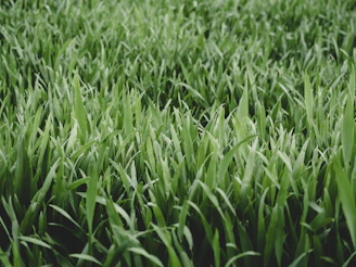 a close up of a field of green grass