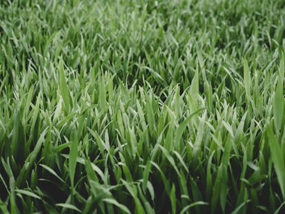 a close up of a field of green grass