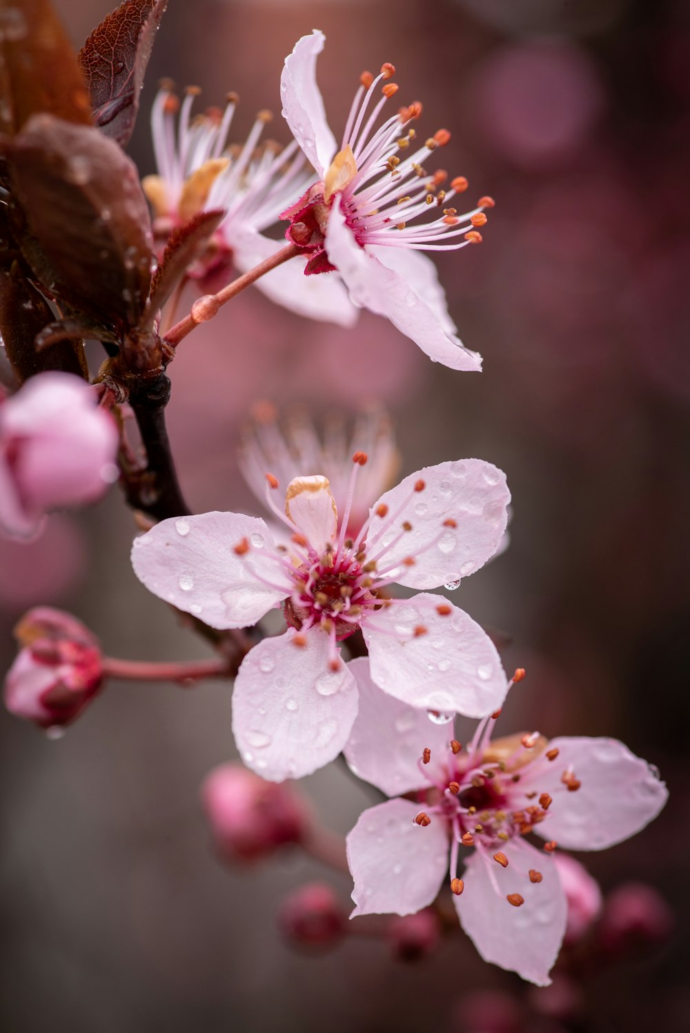 a close up of a flower with drops of water on it