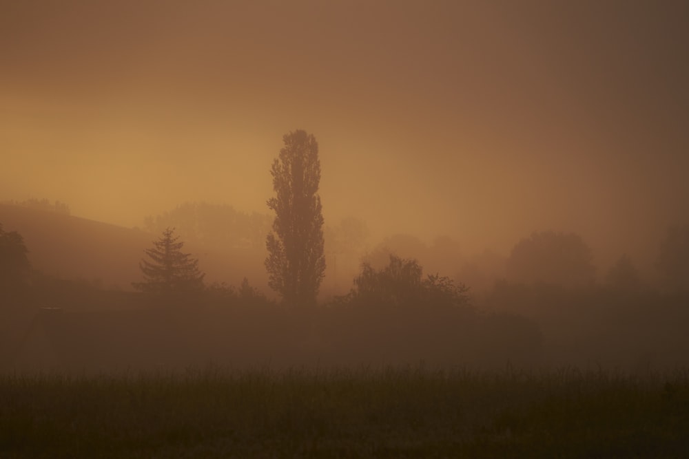 a foggy field with a lone tree in the distance