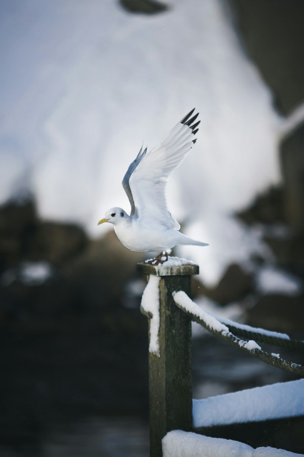 a white bird flying over a wooden post covered in snow