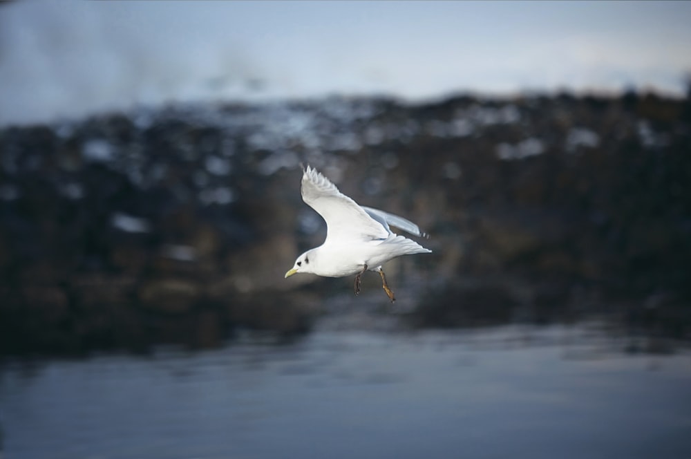 a white bird flying over a body of water