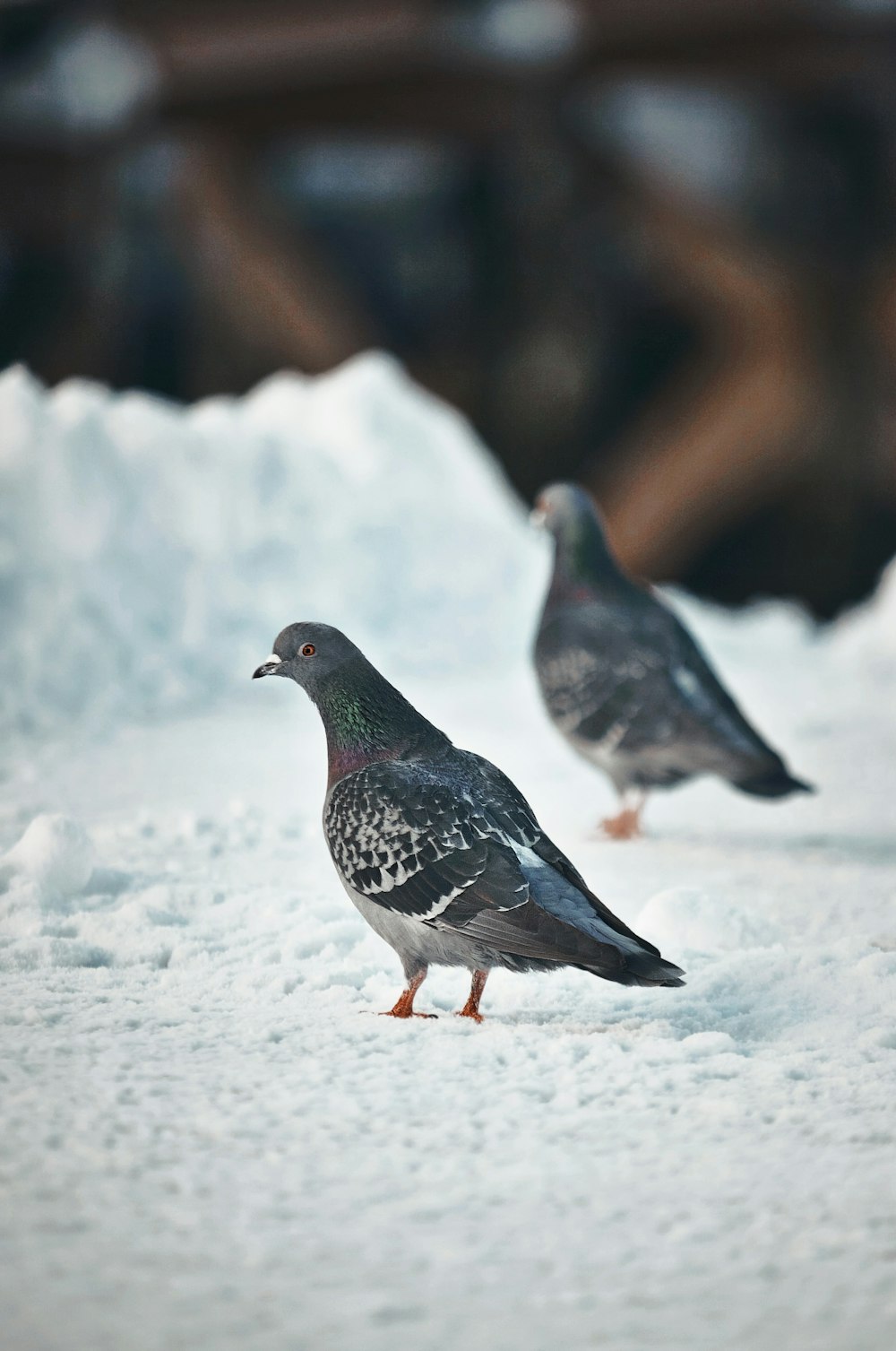 a couple of birds that are standing in the snow