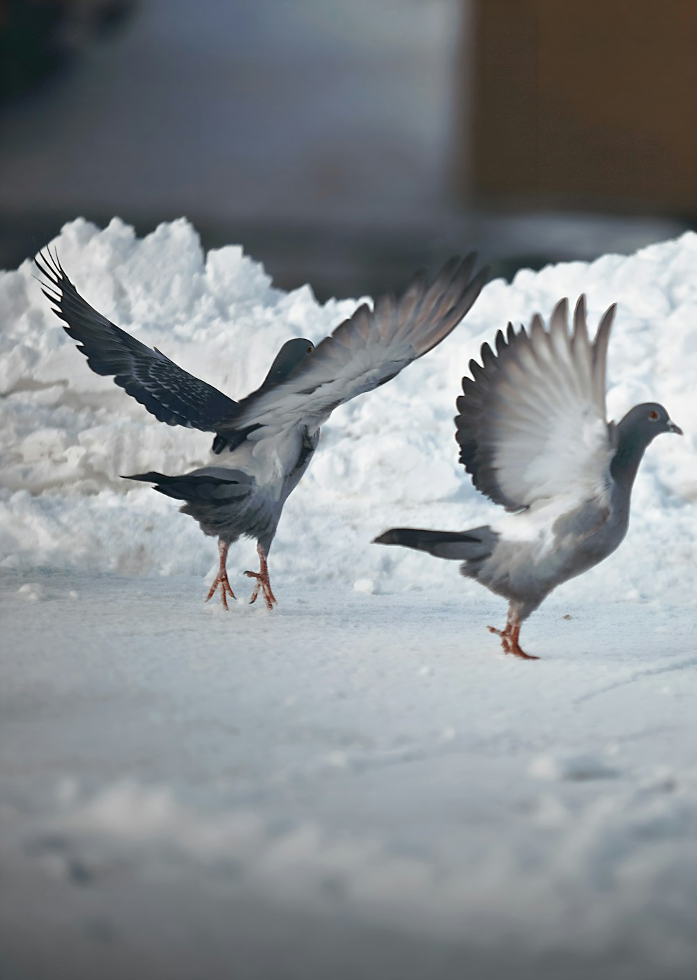 a couple of birds that are standing in the snow