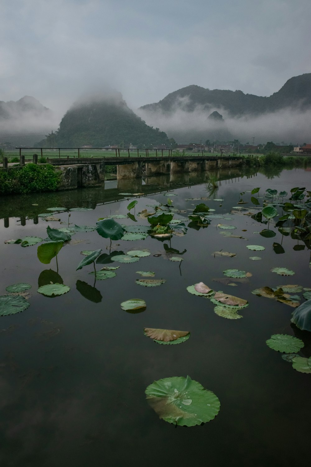 a body of water with lily pads floating on it