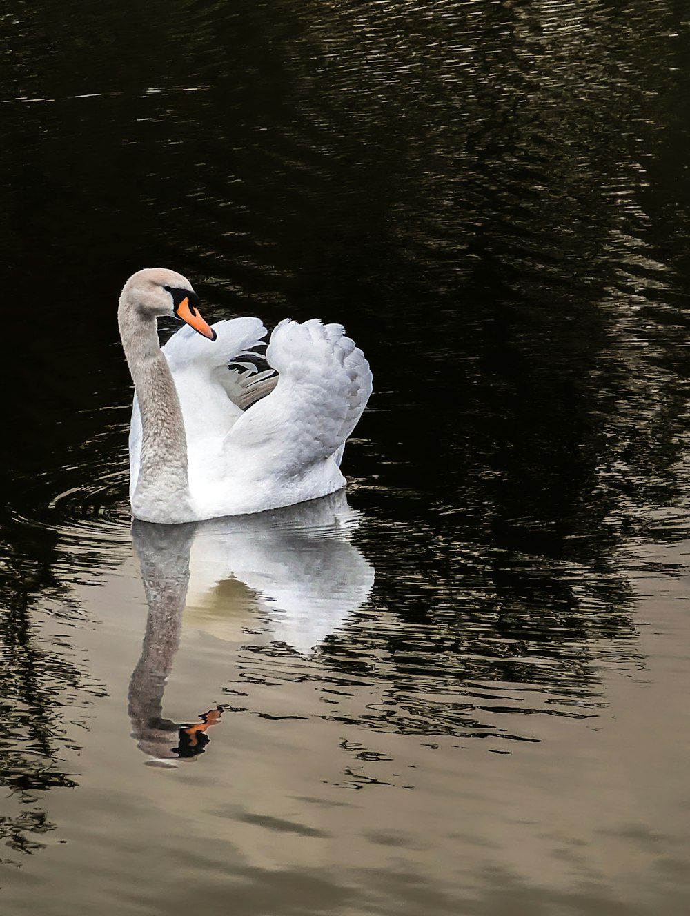 a white swan floating on top of a body of water