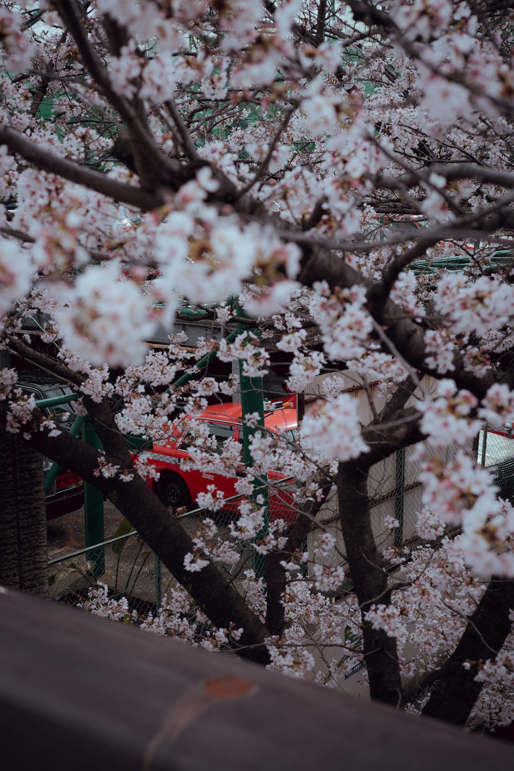 a tree with white flowers and a red bus in the background