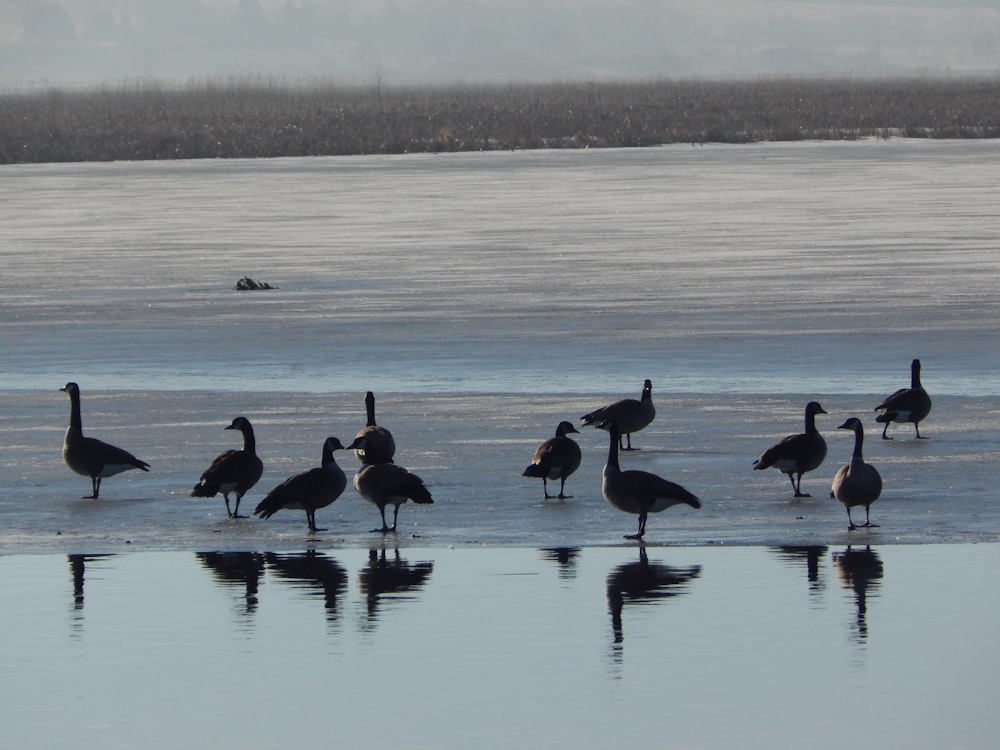 a flock of birds standing on top of a beach