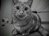 A cat with wide, inquisitive eyes sits on a netted surface. The image is in black and white, enhancing the texture of the cat’s fur and the surrounding mesh. The cat's expression is curious, and it appears to be gazing directly at the viewer, creating a sense of engagement.