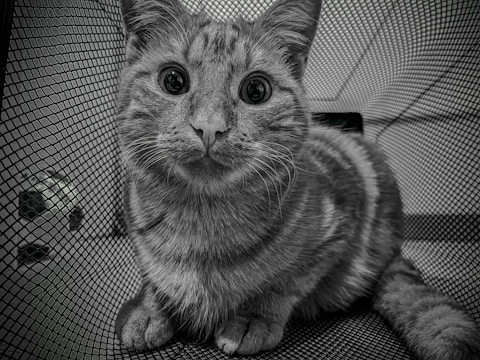 A cat with wide, inquisitive eyes sits on a netted surface. The image is in black and white, enhancing the texture of the cat’s fur and the surrounding mesh. The cat's expression is curious, and it appears to be gazing directly at the viewer, creating a sense of engagement.