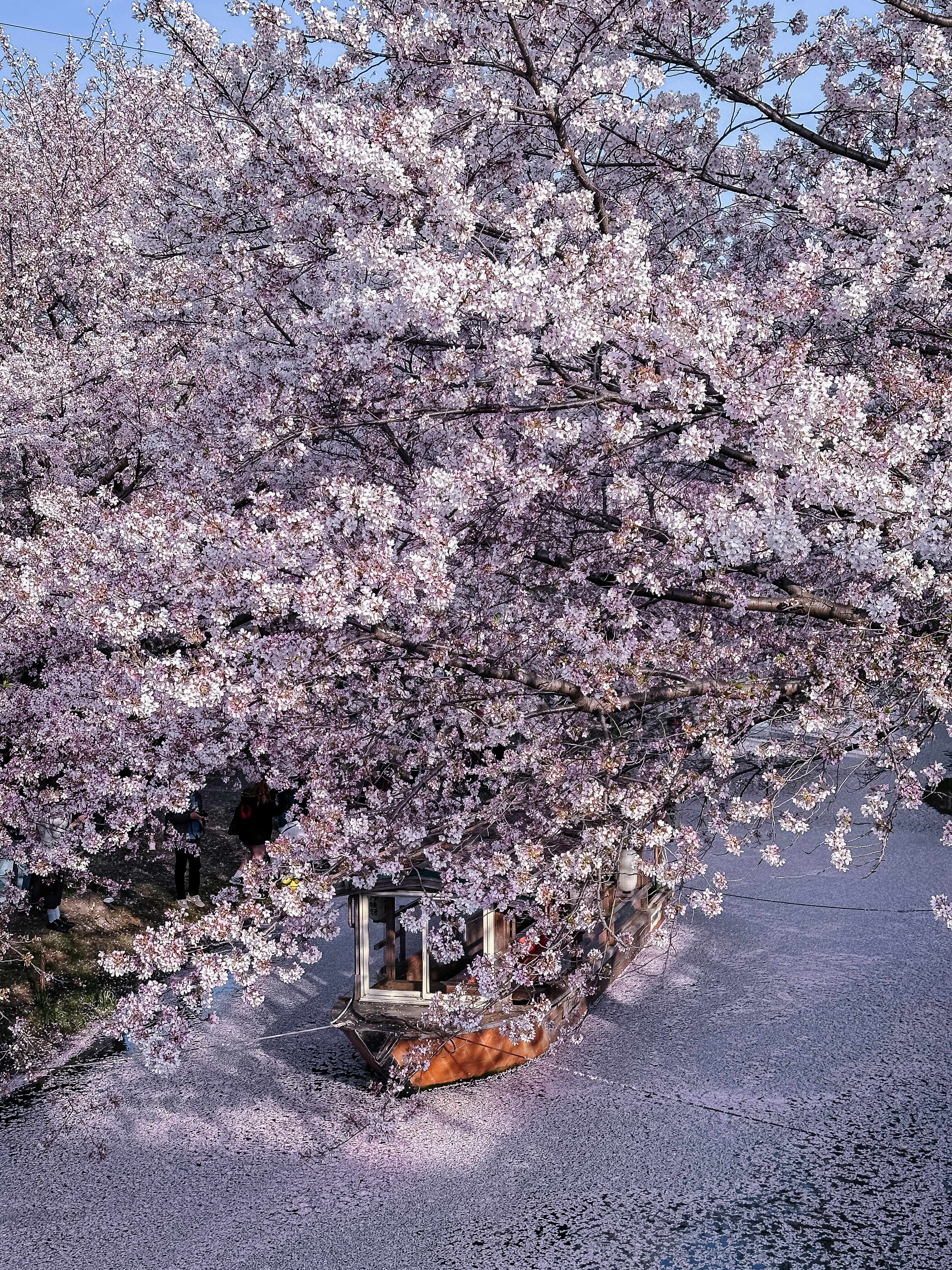 ein Boot in einem Gewässer unter einem Baum