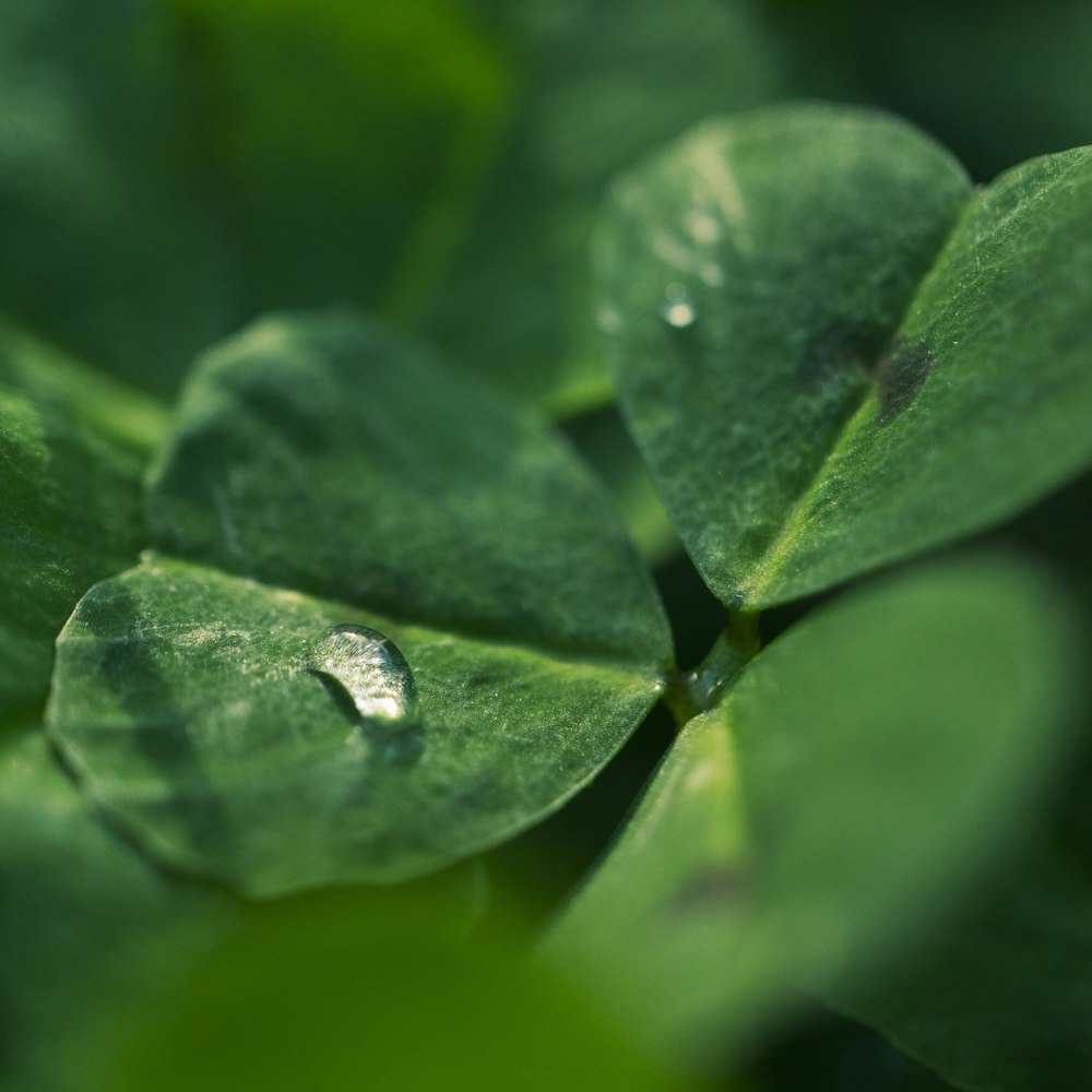 a close up of a leaf with water droplets on it