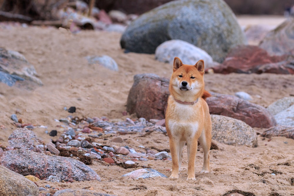 a brown dog standing on top of a sandy beach