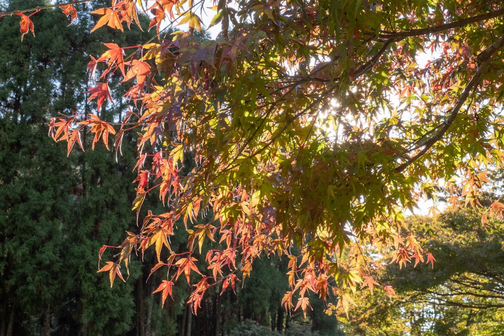 the leaves of a tree are changing colors