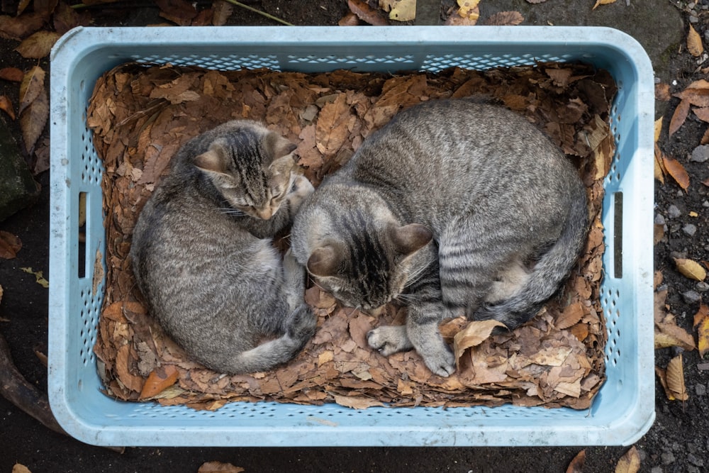 two kittens are curled up in a litter box
