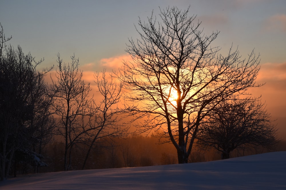 the sun is setting behind some trees in the snow