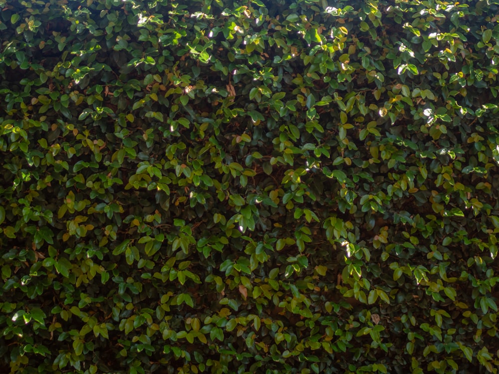 a close up of a hedge with green leaves