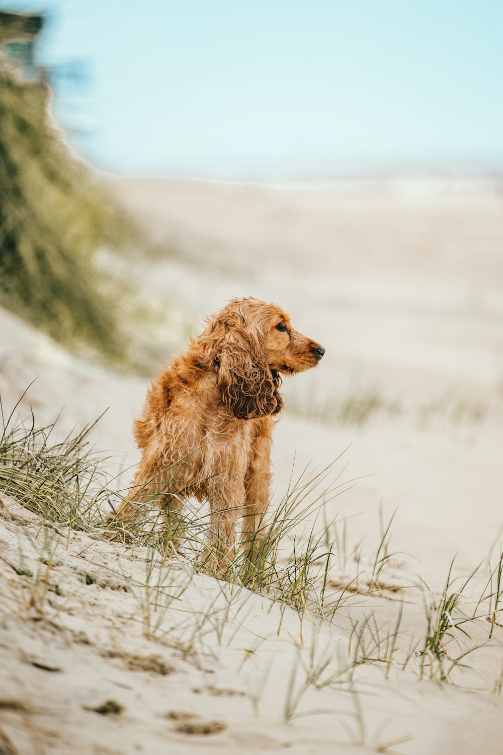 un chien brun debout au sommet d’une plage de sable