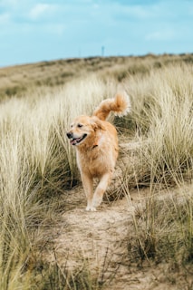 A golden retriever walks happily along a sandy path through tall, dry grasses under a clear blue sky. The dog's fur is slightly windswept, and its mouth is open with a joyful expression as it explores the natural landscape.
