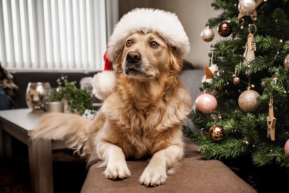 Ein Hund mit Weihnachtsmütze sitzt vor einem Weihnachtsbaum