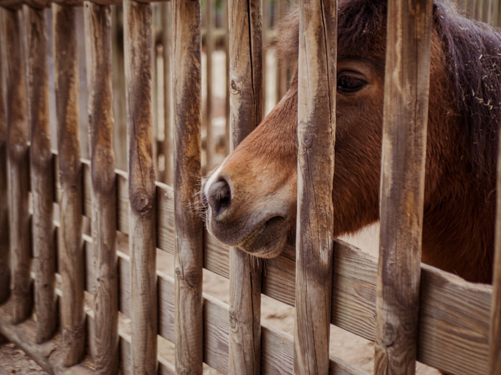 Un caballo marrón asomando su cabeza a través de una cerca de madera