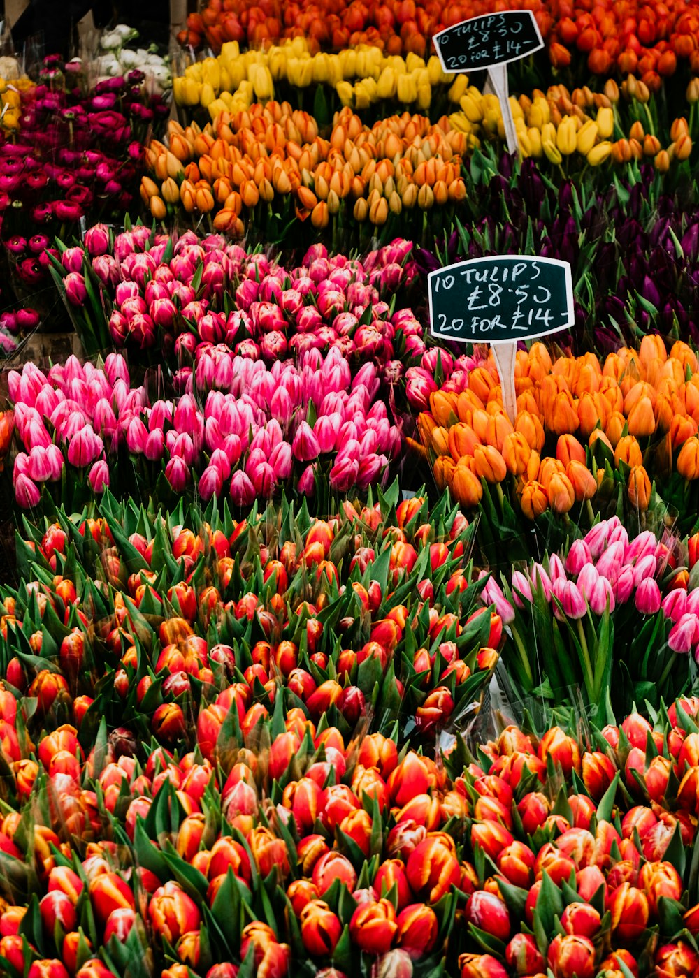 um monte de tulipas que estão à venda