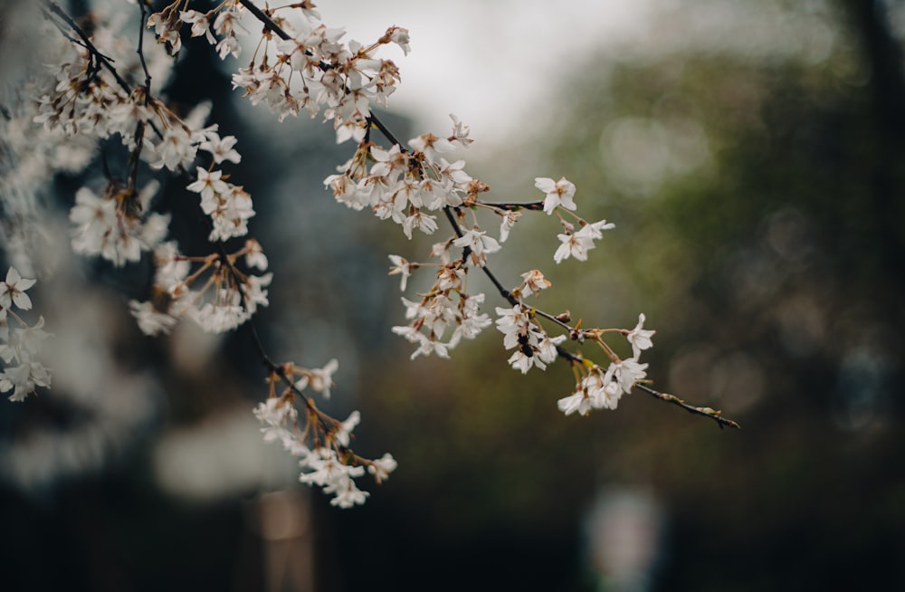 a branch of a tree with white flowers