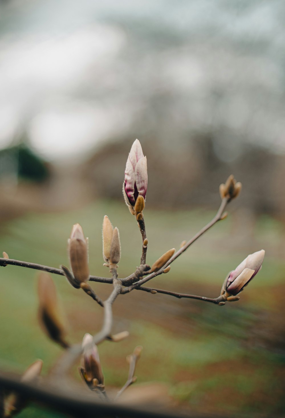 Un primo piano di un fiore sul ramo di un albero