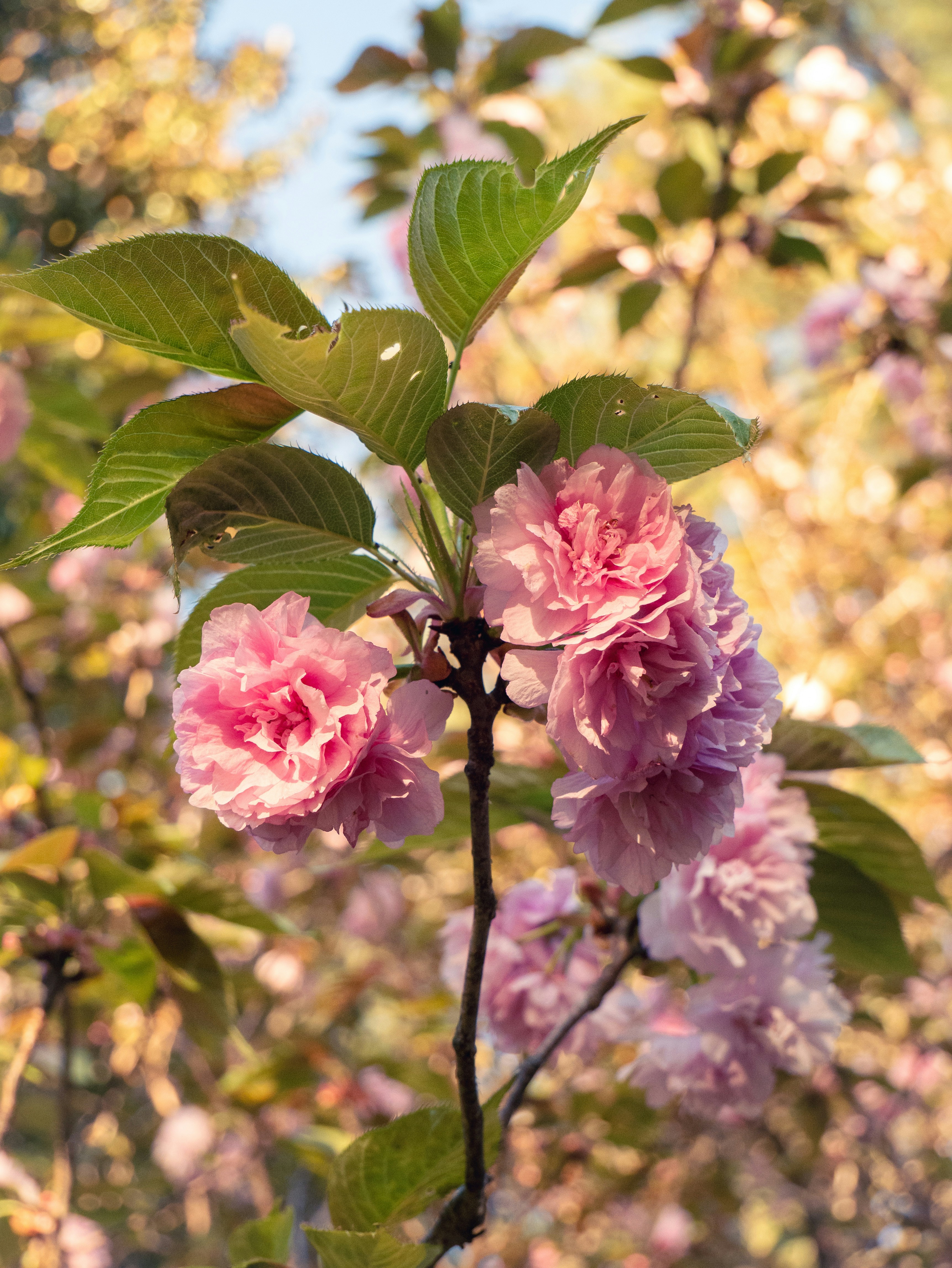 a branch with pink flowers and green leaves
