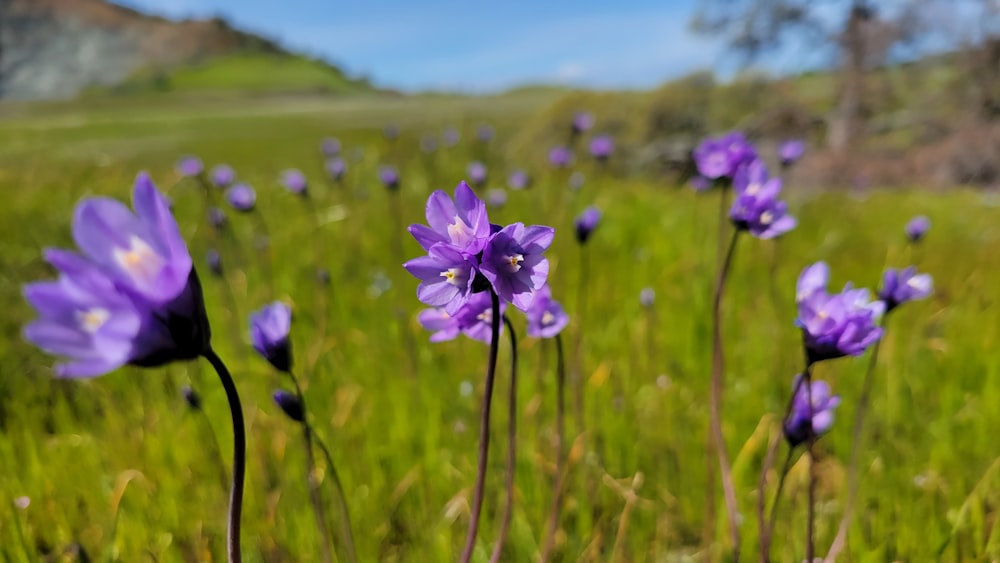 a field full of purple flowers on a sunny day