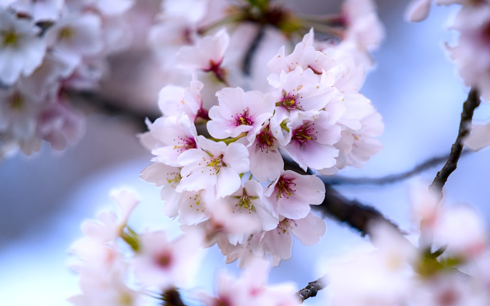 a close up of a tree with pink flowers