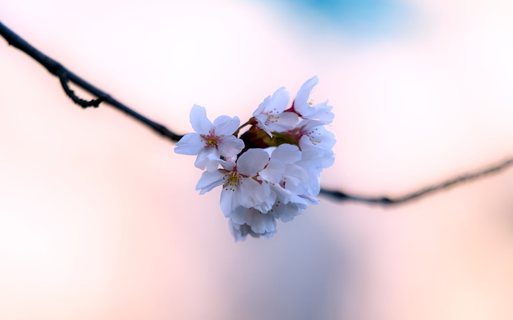 a close up of a flower on a tree branch