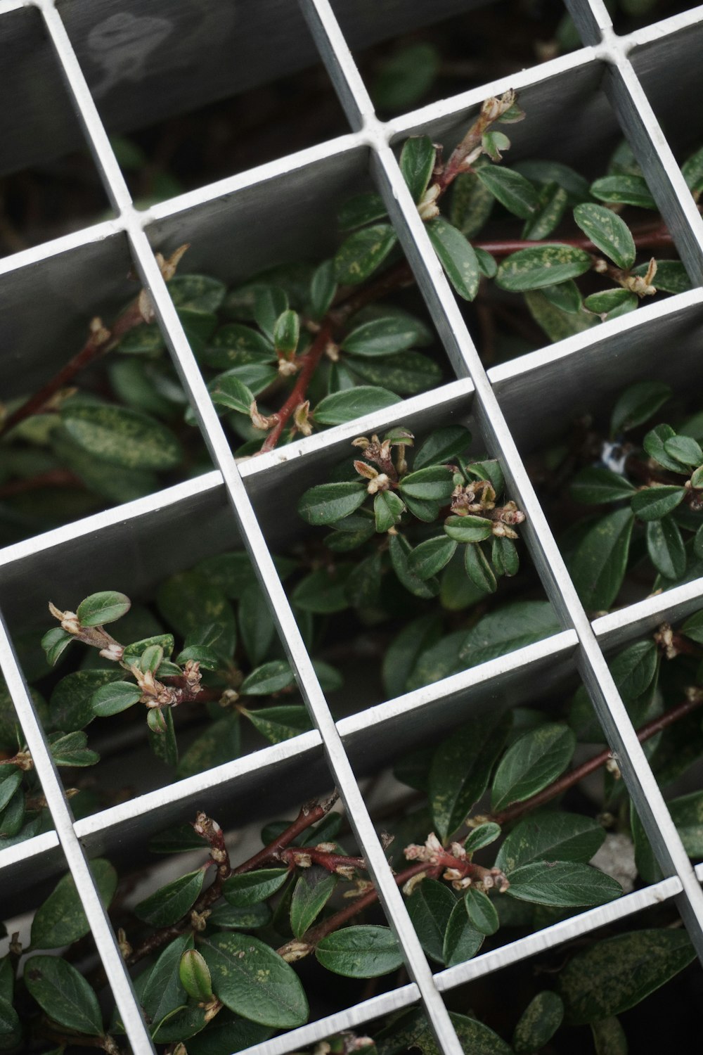 a close up of a bunch of leaves on a plant