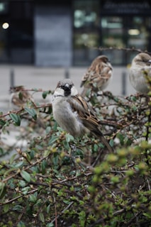 A close-up of a sparrow perched on a bush with green leaves and branches. The blurred background suggests an urban setting with out-of-focus buildings.