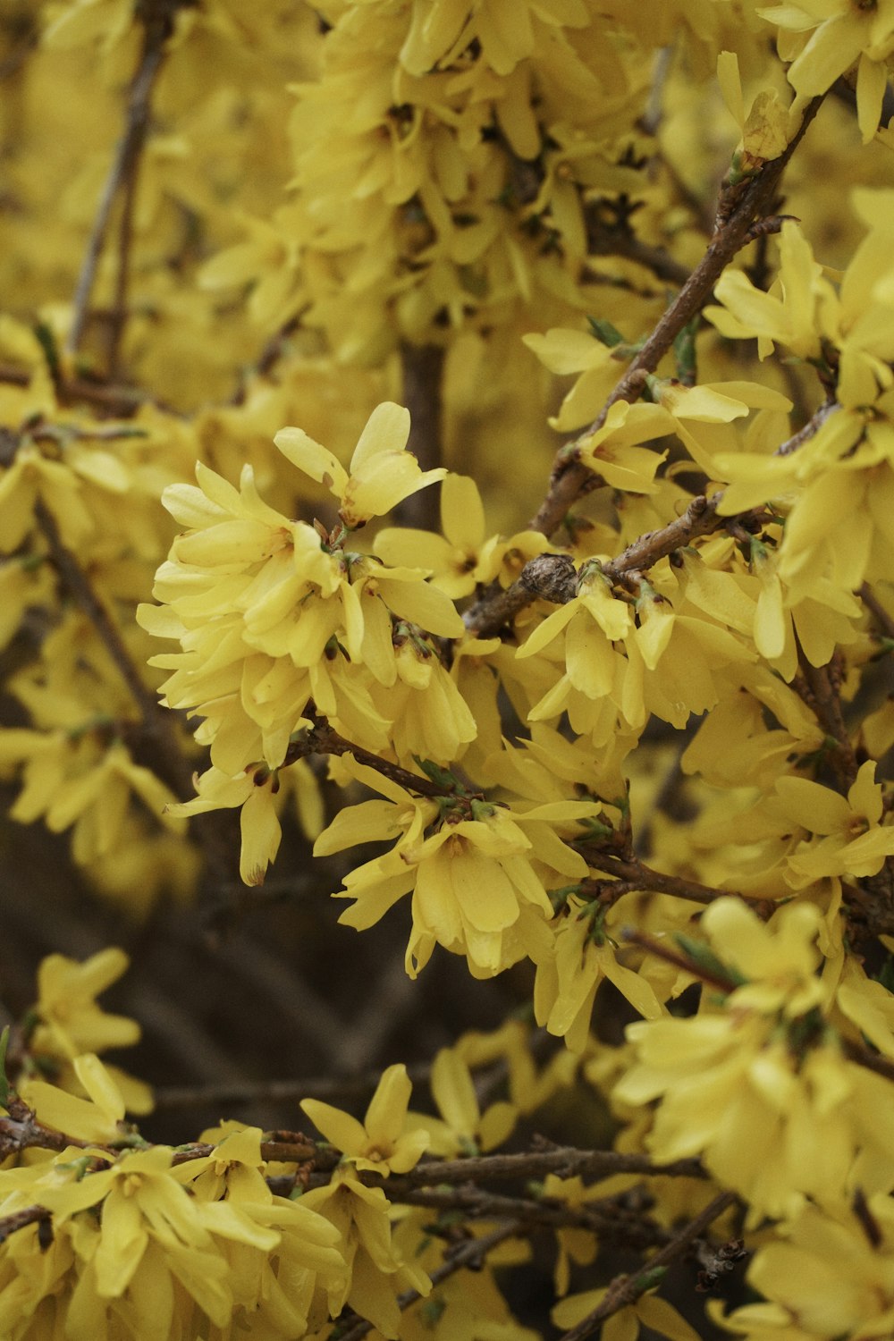 a close up of a tree with yellow flowers