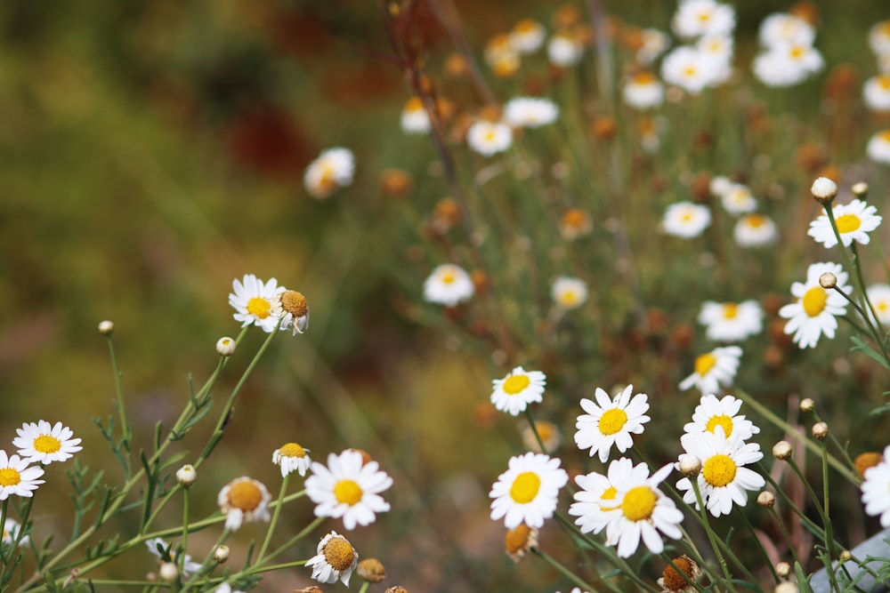 a bunch of white and yellow flowers in a field