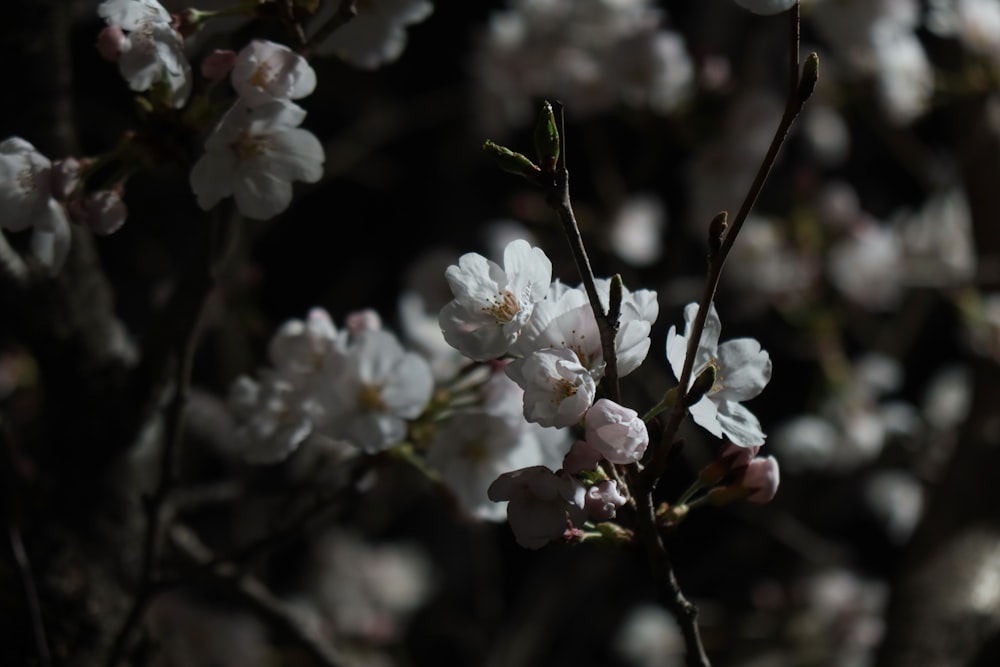 a close up of a tree with white flowers