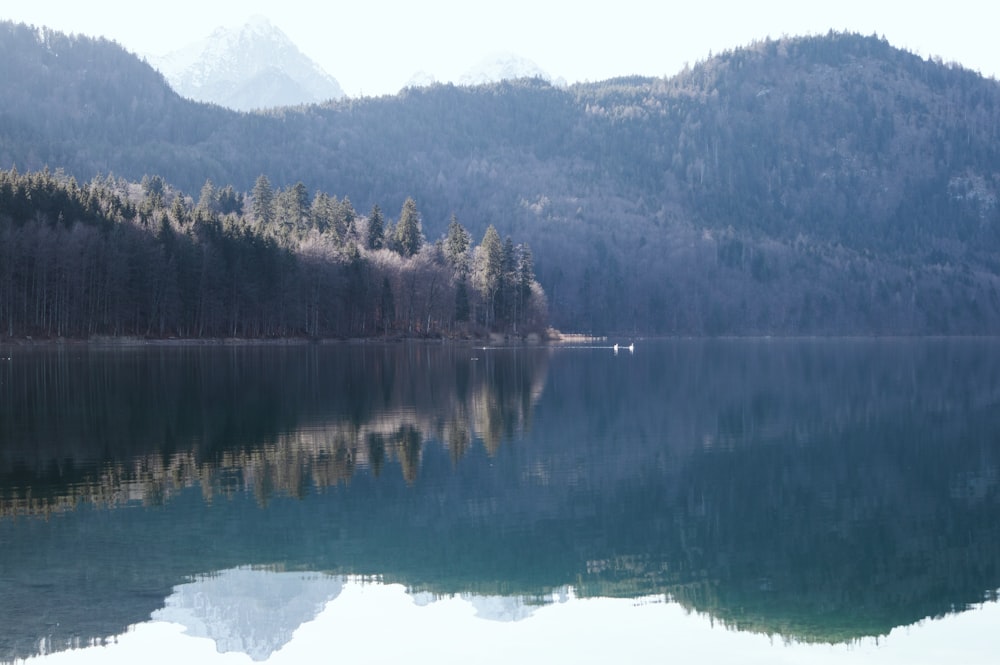 a large body of water surrounded by a forest