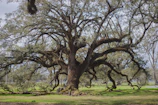 A strong oak tree standing firm, representing God's protection.