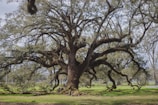 A towering oak tree before removal, surrounded by a suburban yard.